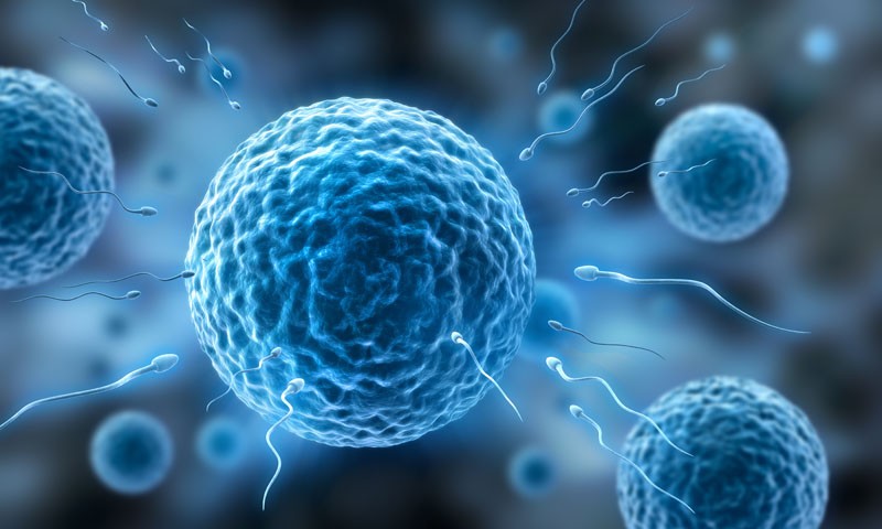 Fetal Redüksiyon Programımız